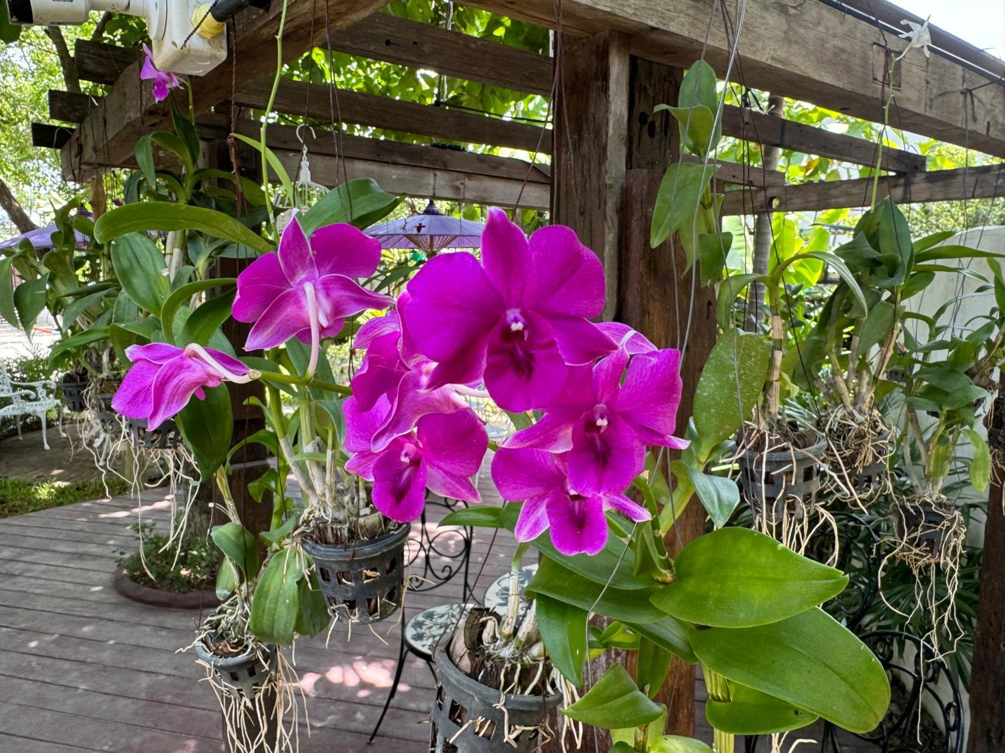 Chiang Mai Las Orquideas Resort Exteriör bild