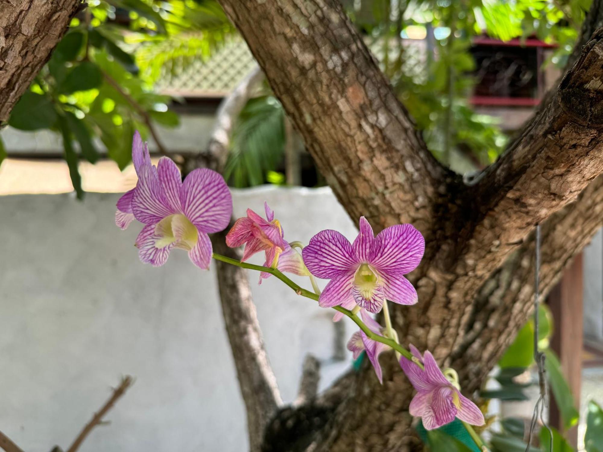 Chiang Mai Las Orquideas Resort Exteriör bild