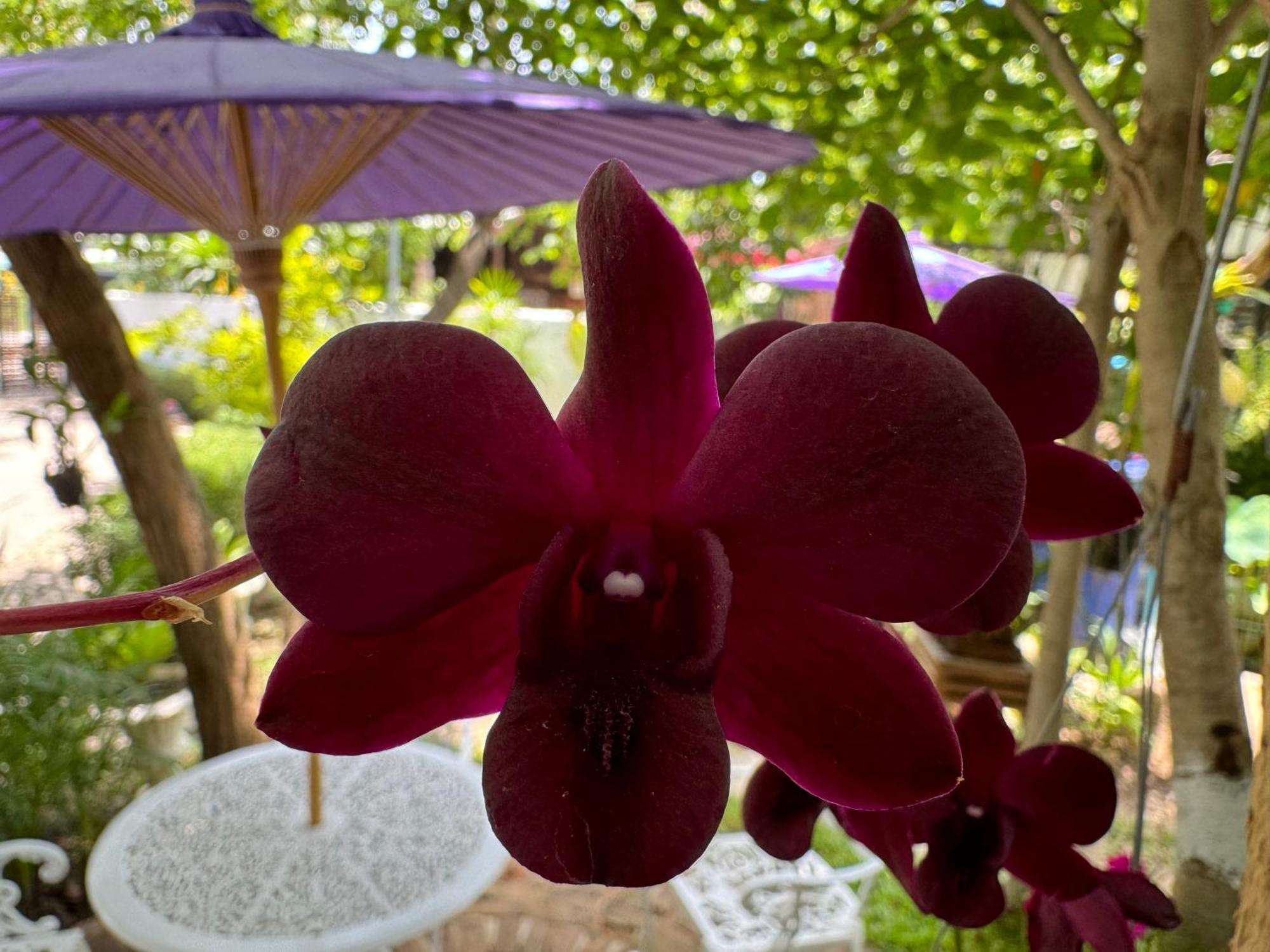 Chiang Mai Las Orquideas Resort Exteriör bild